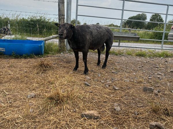 no-image