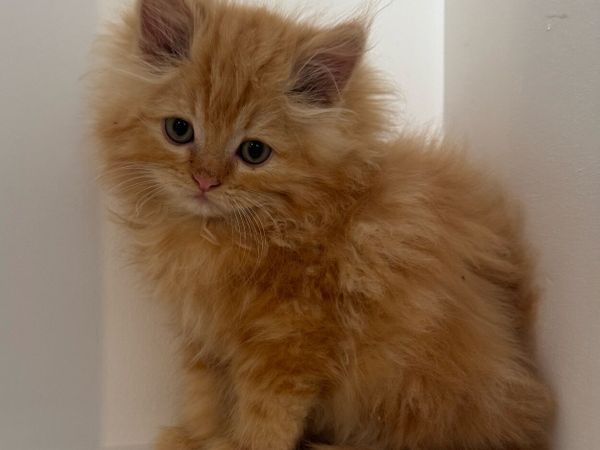 no-image