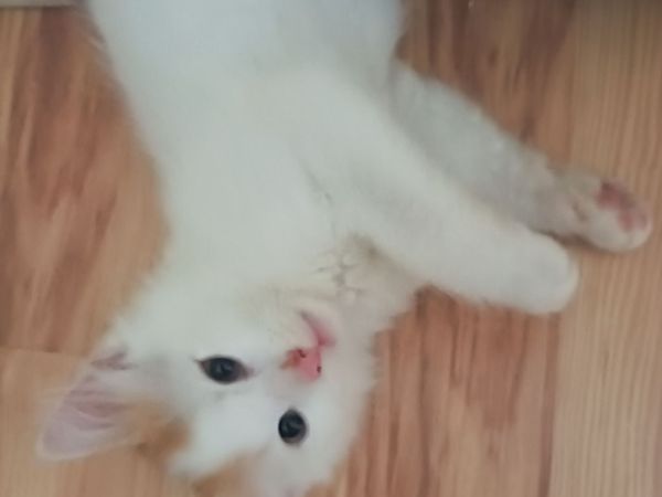 no-image