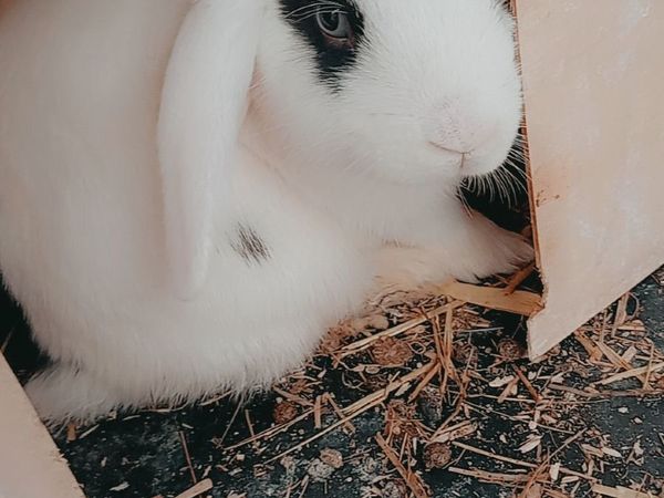 no-image