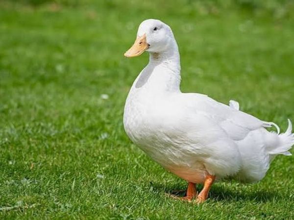 DUCKS - Main image