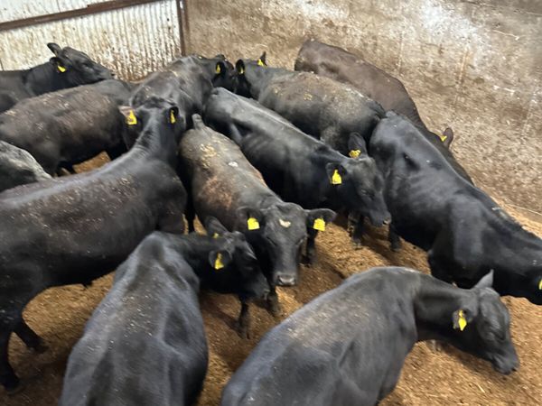 no-image