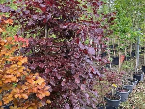 no-image