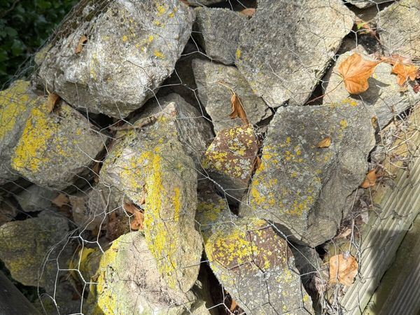 no-image