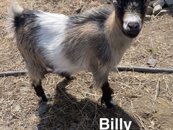 pygmy goats - Main image