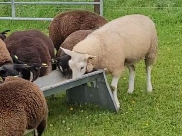 no-image