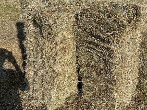 Square hay - Main image