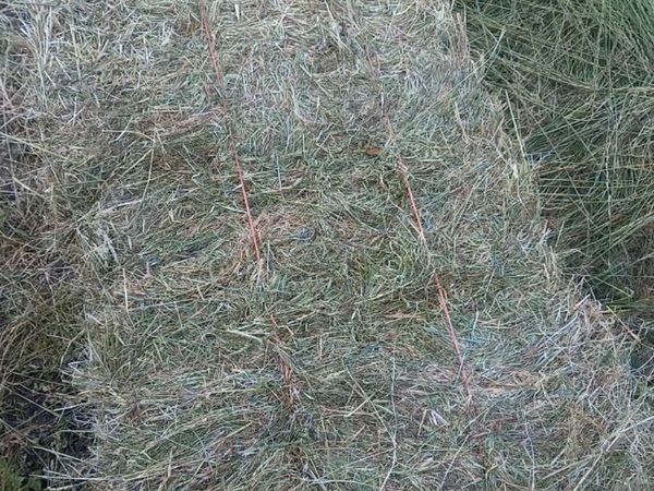 Quality Square and Round Bales of Hay - Main image