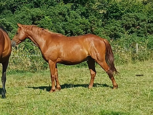 148cms Unbroken sporty type - Main image