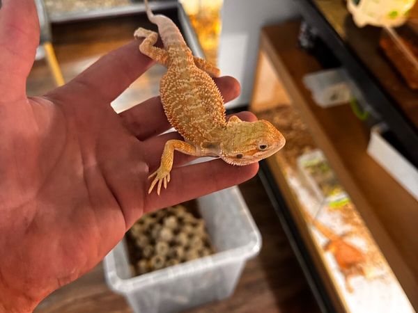 Baby Bearded Dragon - Main image