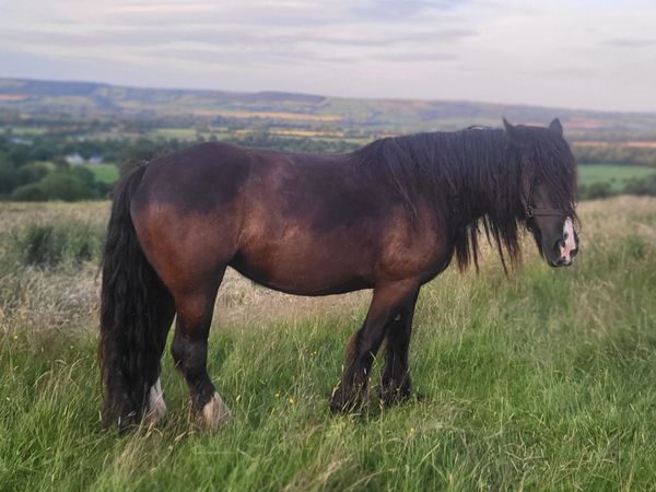7yr black cob mare - Main image