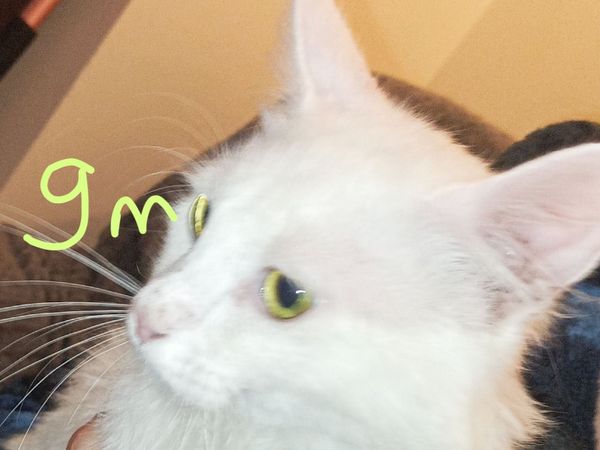 no-image