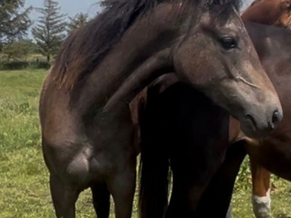 Two Connemara yearling Fillies - Main image