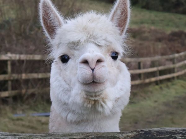 no-image