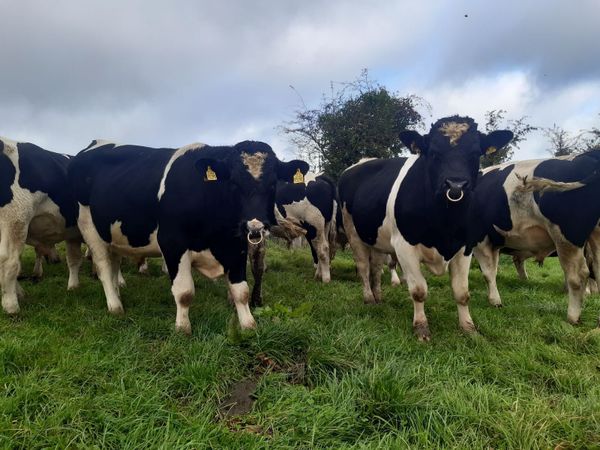 Clogheraily Pedigree British Friesian Bulls - Main image