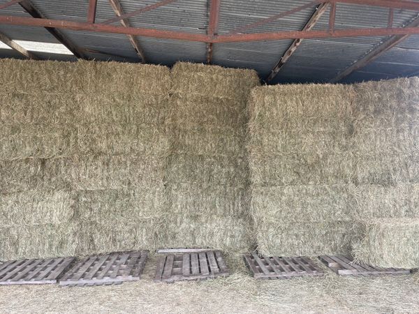 Premium Horse Hay **tested** - Main image