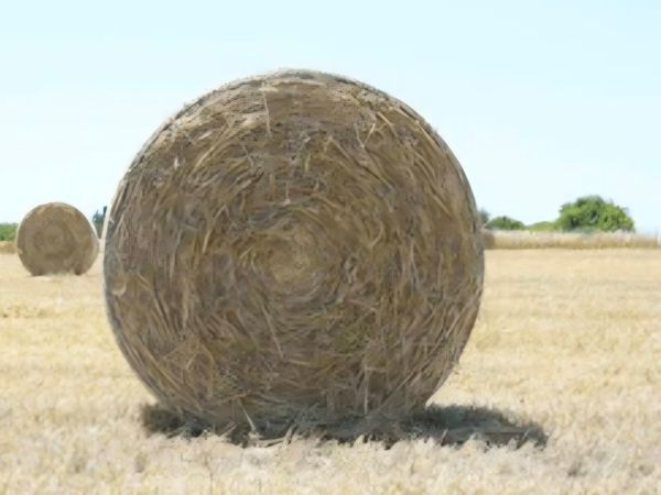 no-image