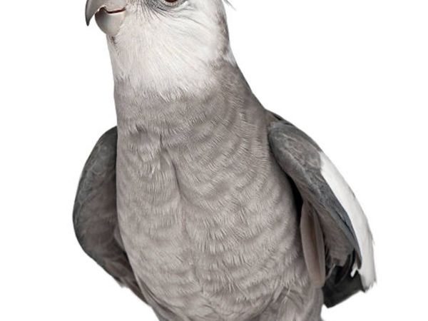 no-image