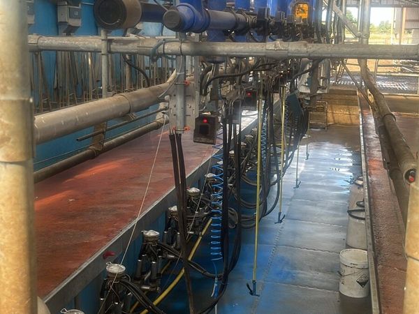 Relief milker wanted - Main image
