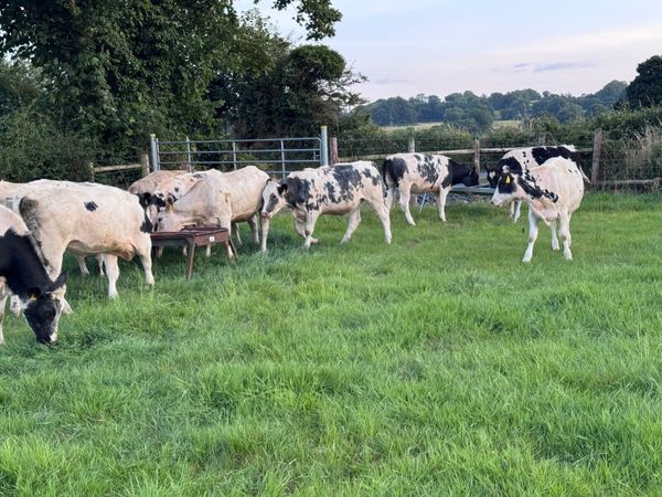 Heifers for Sale at Camlough Mart - Main image