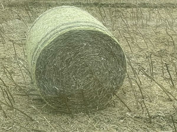 no-image
