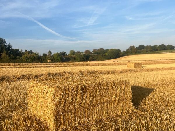 Spring barley Straw and wheat and rye - Main image