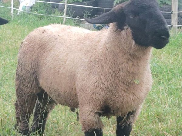 Suffolk Ram Lambs - Main image