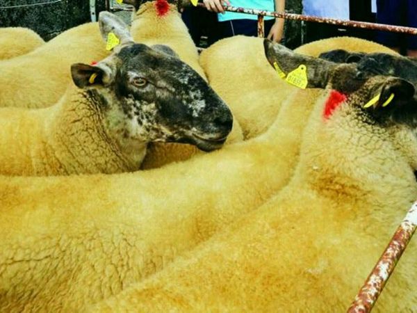 3rd and final Borris Ewe Breeders ON LINE - Main image