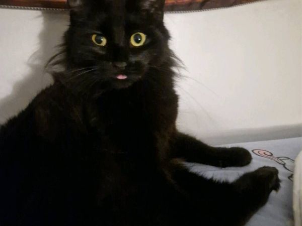 no-image