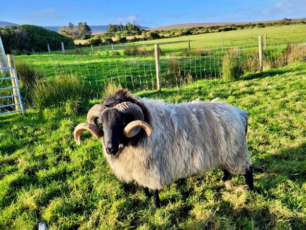 Hogget Ram - Main image