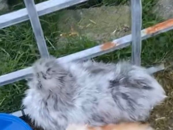 Silkies - Main image