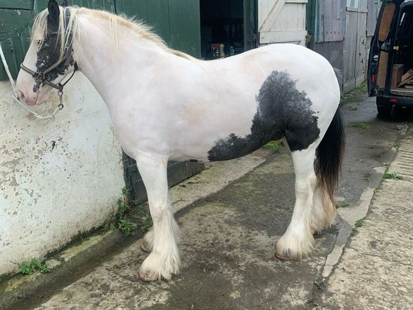 Bombproof Driving Mare - Main image