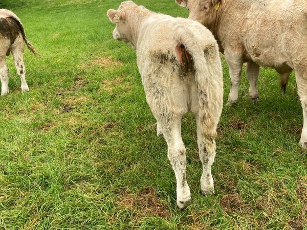 Heifer weanlings - Main image