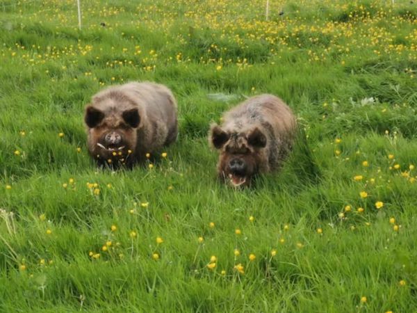 2 Kune Kune pigs - Main image