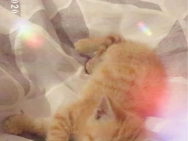 Kitten - Main image