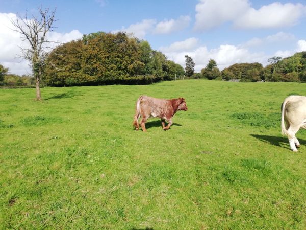 Weanling heifers - Main image