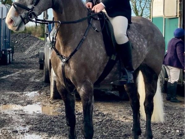 Prescotts diamond gelding - Main image
