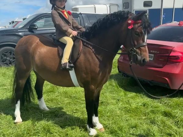 Registered Section C Welsh gelding - Main image