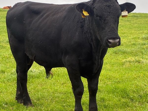Teaser bull - Main image