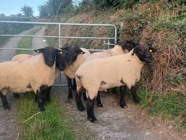 Suffocks hoggettsrams goin to new ross mart 2morro - Main image