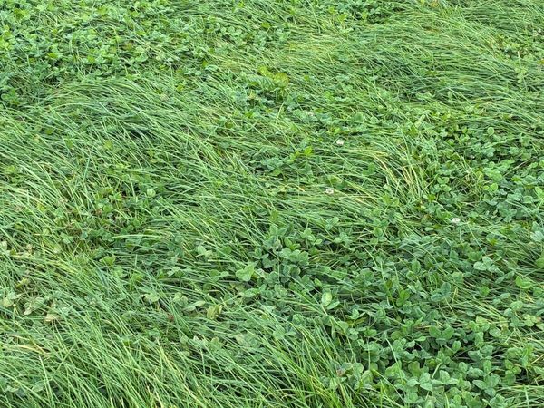 Silage for sale ballincollig - Main image