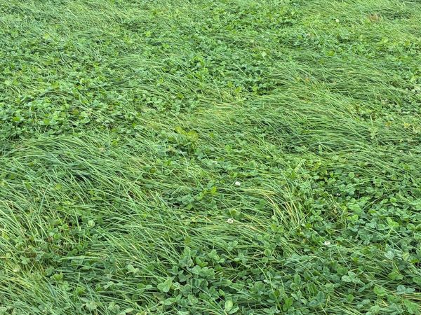 Silage - Main image
