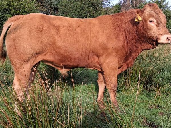 EASY CALVING  PBR LIMOUSIN  BULL BY EBY - Main image