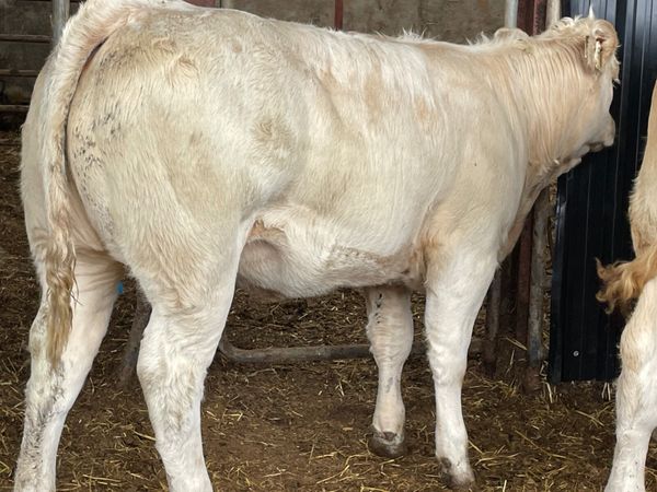 8 super u grade heifers 360 kg - Main image