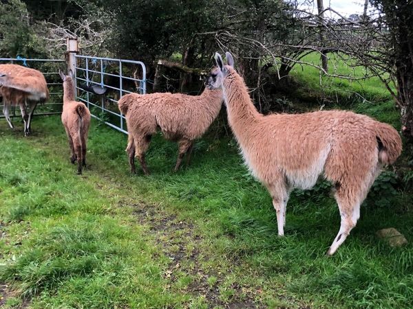 Llamas - Main image