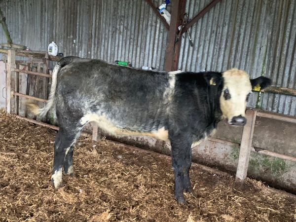 Super roan blue/sim X breeding heifer for sale - Main image
