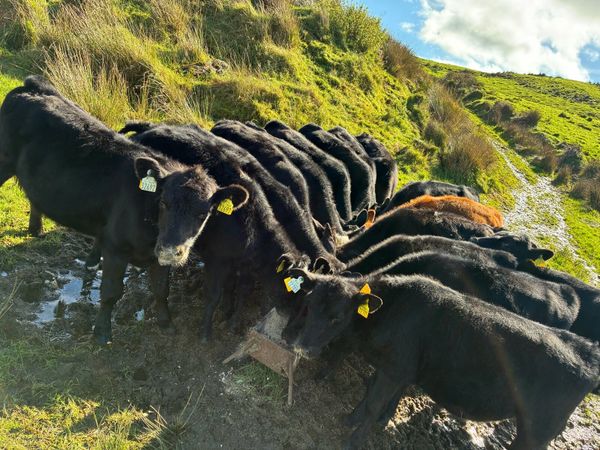 15 Angus heifers - Main image