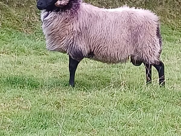 SIS Hogget blackface mountain - Main image