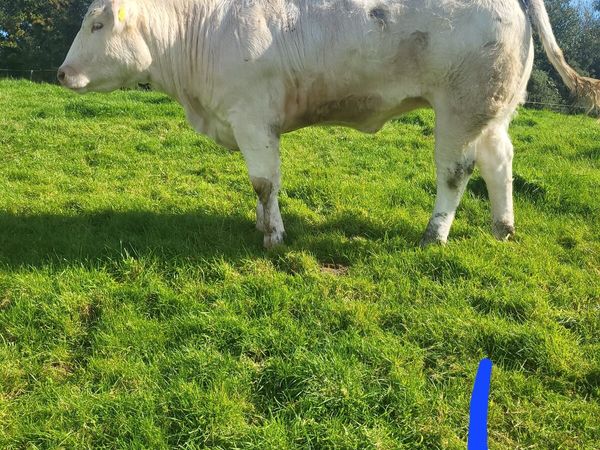 Heifers - Main image