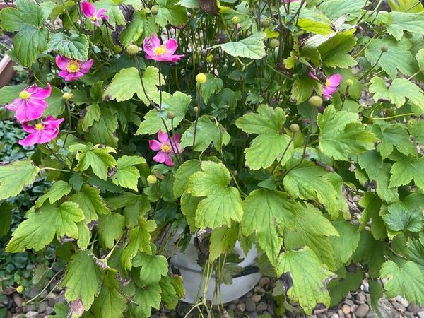 Bush of Japanese anemone - Main image